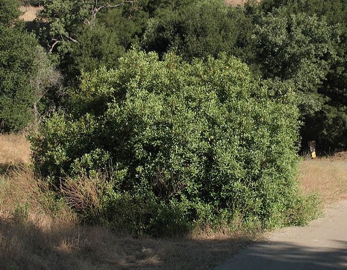 Detailed Picture 7 of Frangula californica ssp. californica