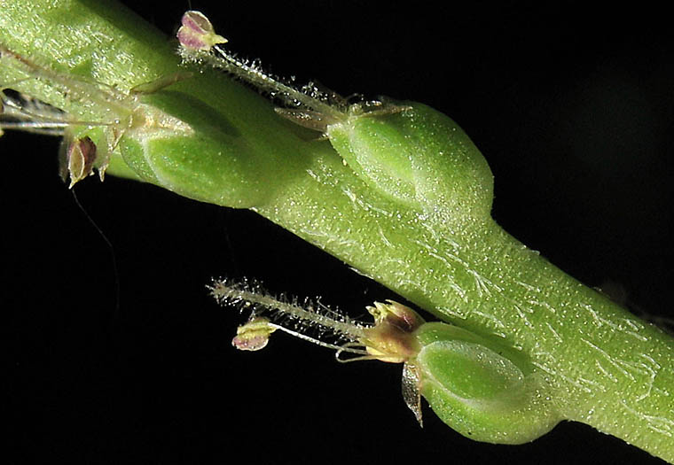 Detailed Picture 3 of Plantago major