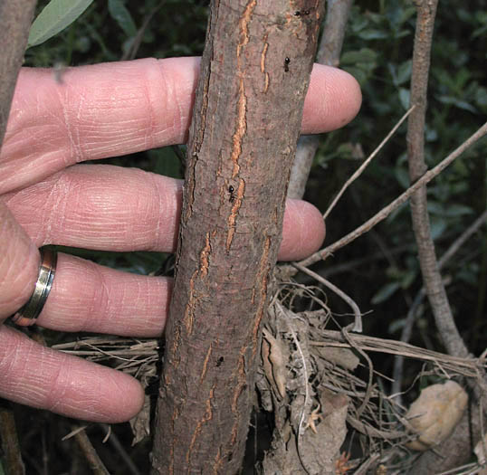 Detailed Picture 8 of Salix exigua var. hindsiana