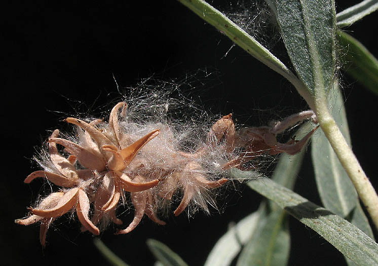 Detailed Picture 6 of Salix exigua var. hindsiana