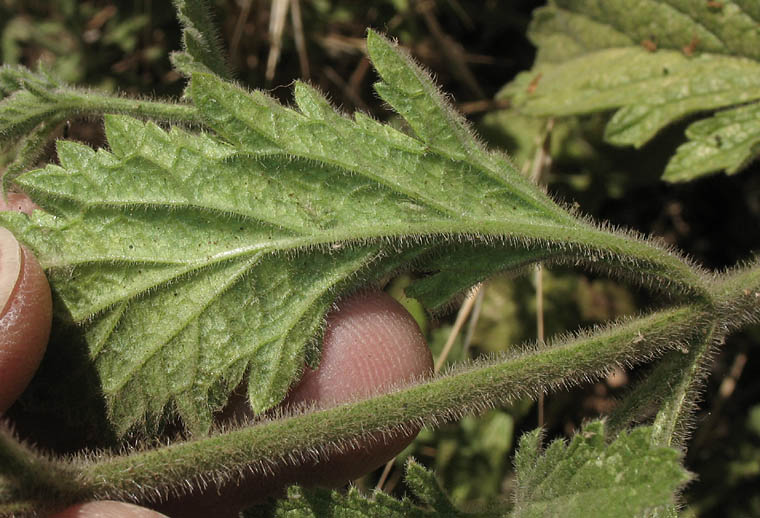 Detailed Picture 5 of Verbena lasiostachys var. scabrida