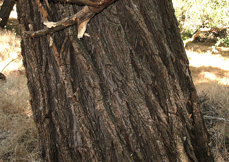 Detailed Picture 10 of Salix laevigata