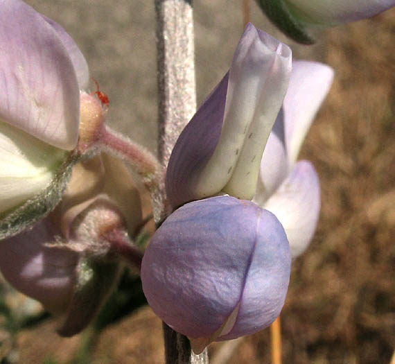 Detailed Picture 1 of Lupinus longifolius