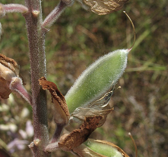 Detailed Picture 5 of Lupinus longifolius