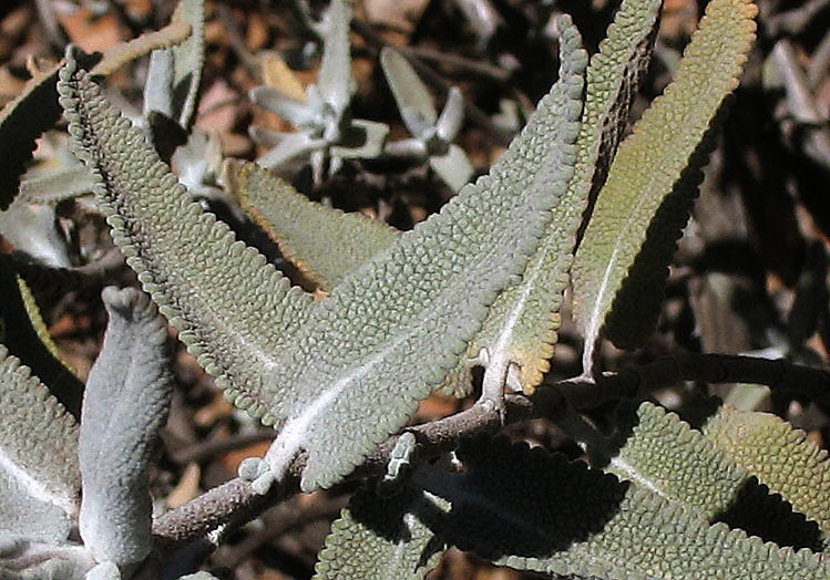 Detailed Picture 5 of Salvia leucophylla