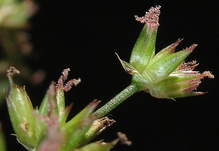 Detailed Picture 2 of Juncus xiphioides