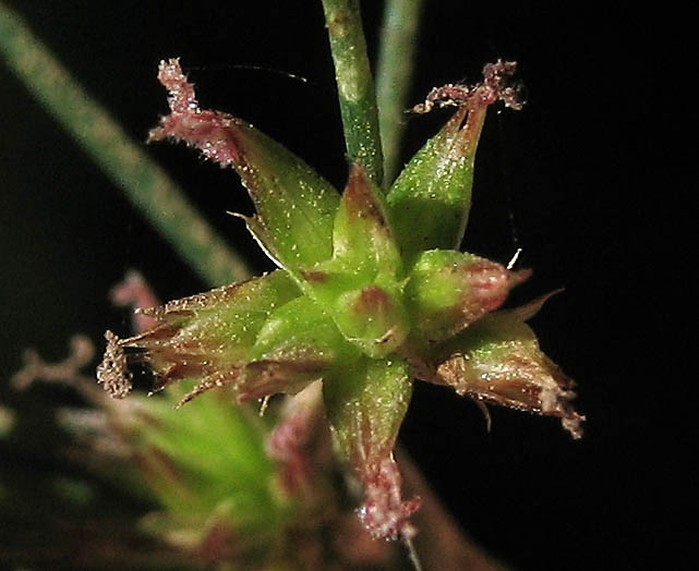 Detailed Picture 1 of Juncus xiphioides