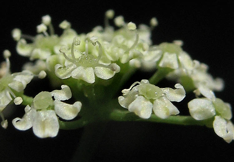 Detailed Picture 2 of Apium graveolens