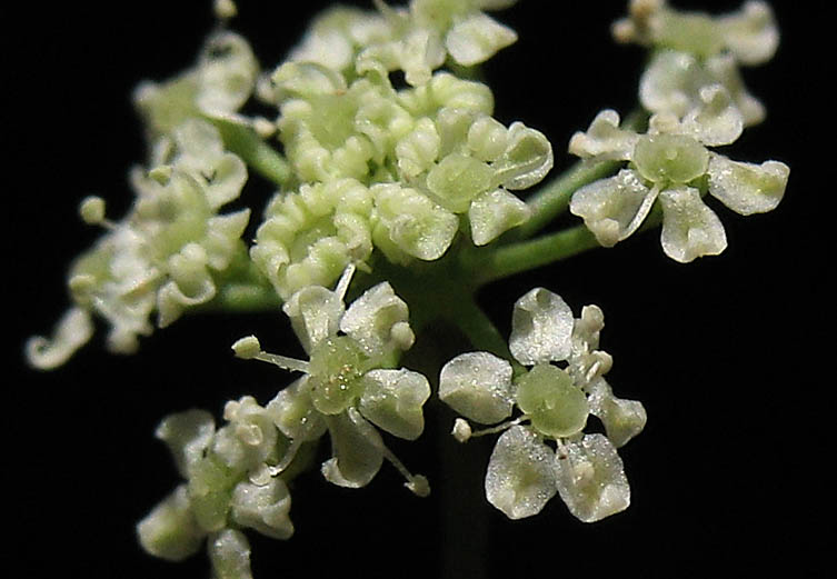 Detailed Picture 1 of Apium graveolens