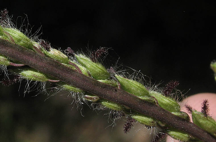 Detailed Picture 3 of Paspalum dilatatum