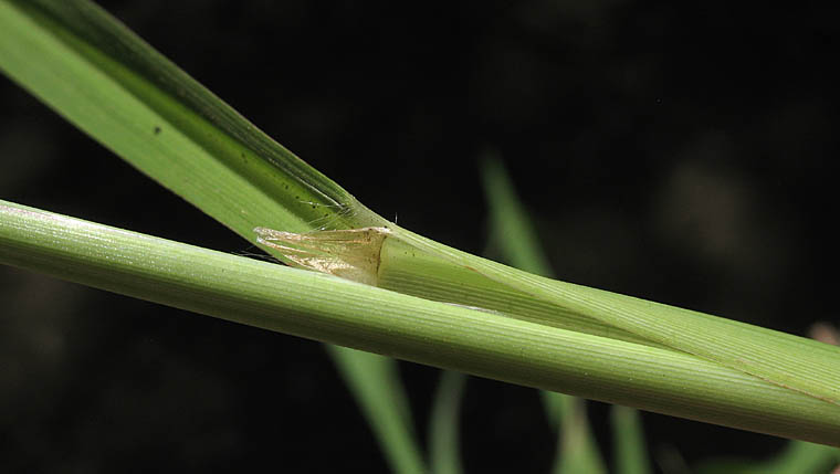 Detailed Picture 6 of Paspalum dilatatum