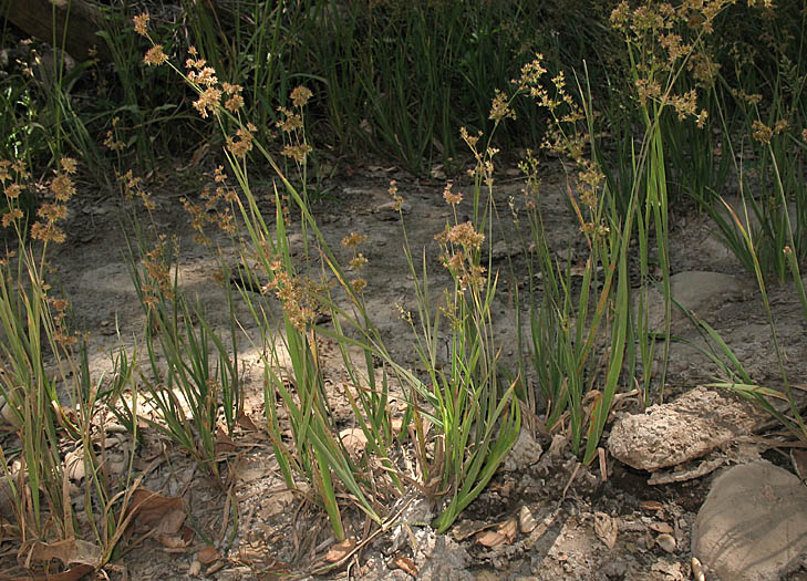 Detailed Picture 6 of Juncus xiphioides