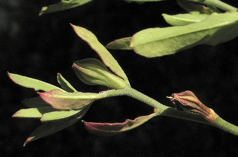 Detailed Picture 5 of Oenothera speciosa