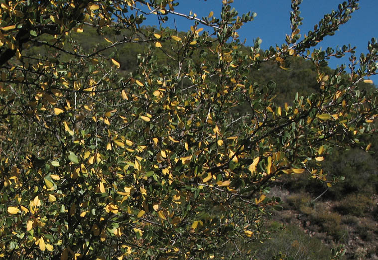 Detailed Picture 9 of Ceanothus megacarpus var. megacarpus