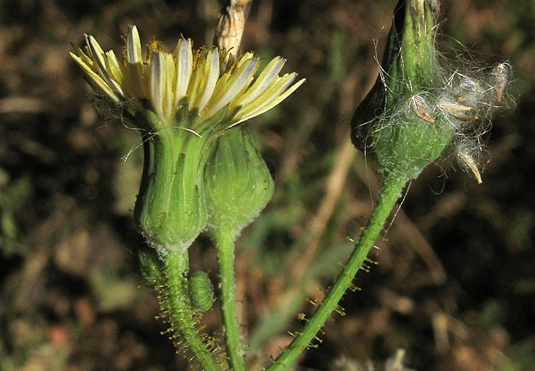 Detailed Picture 3 of Sonchus oleraceus