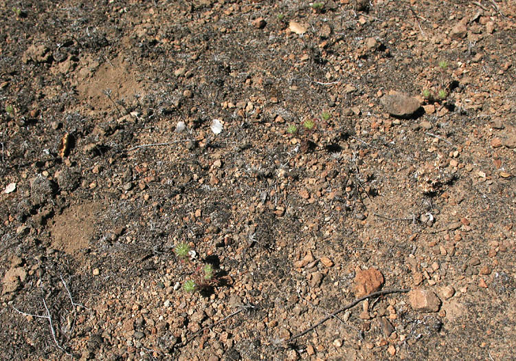 Detailed Picture 8 of Navarretia mellita