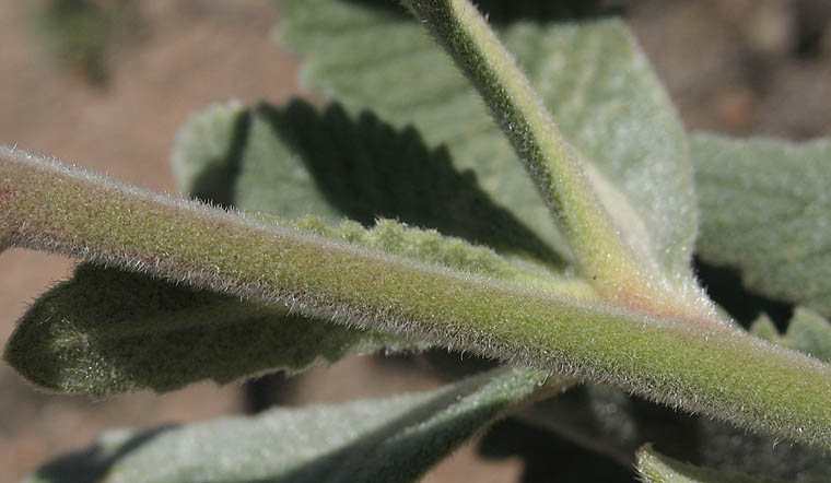 Detailed Picture 9 of Eriodictyon crassifolium var. nigrescens