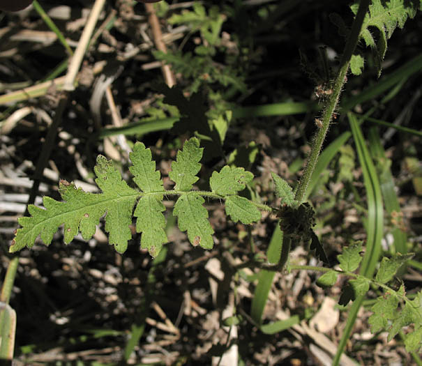 Detailed Picture 4 of Phacelia ramosissima