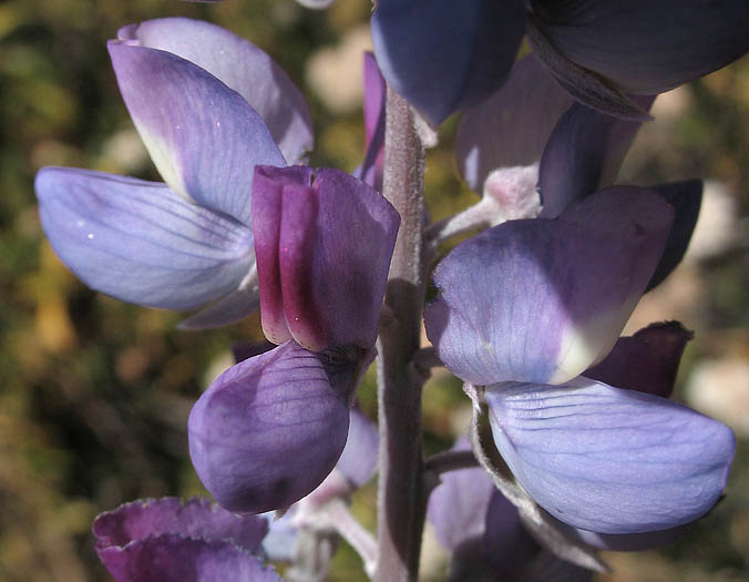 Detailed Picture 2 of Lupinus longifolius