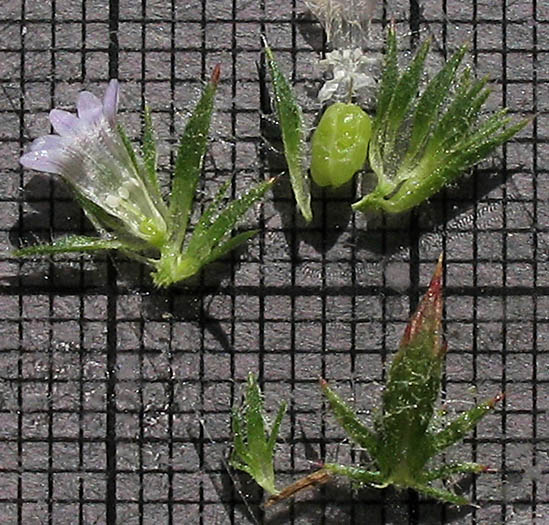 Detailed Picture 9 of Navarretia mellita