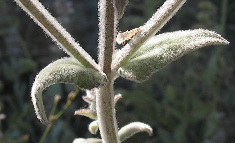 Detailed Picture 5 of Stachys albens