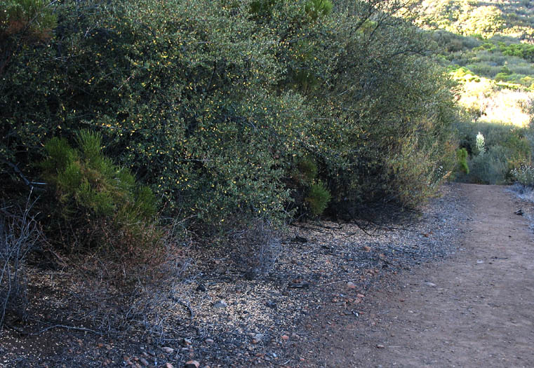 Detailed Picture 10 of Ceanothus megacarpus var. megacarpus