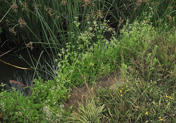 Detailed Picture 9 of Apium graveolens