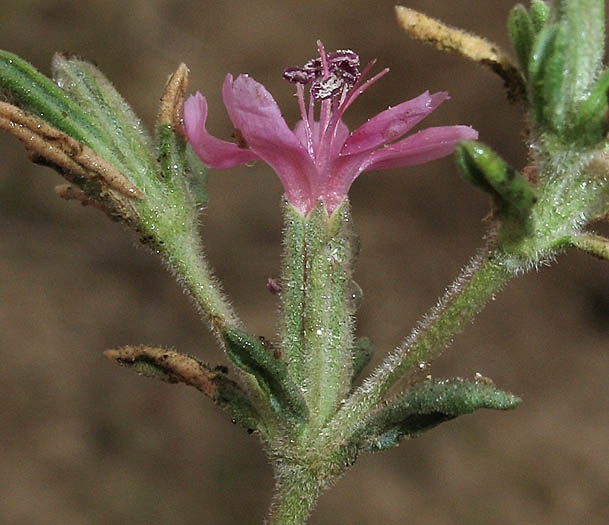 Detailed Picture 2 of Frankenia salina