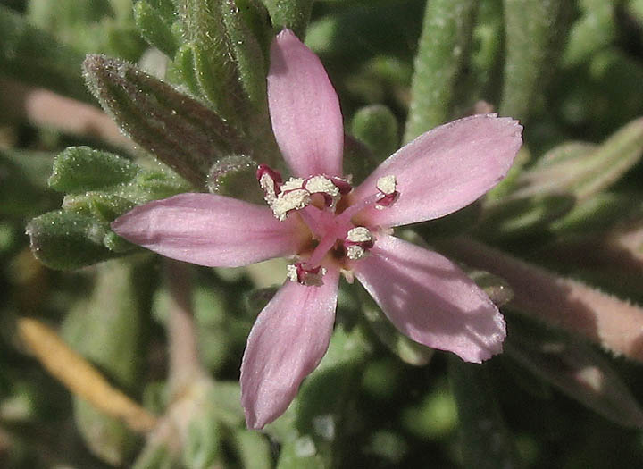 Detailed Picture 1 of Frankenia salina