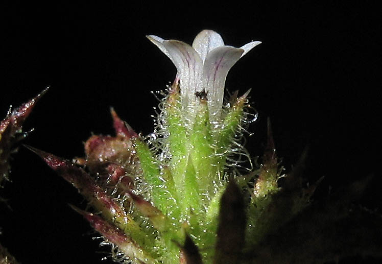 Detailed Picture 2 of Navarretia mellita