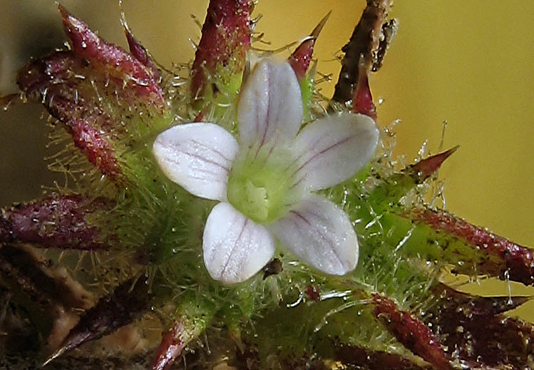 Detailed Picture 1 of Navarretia mellita