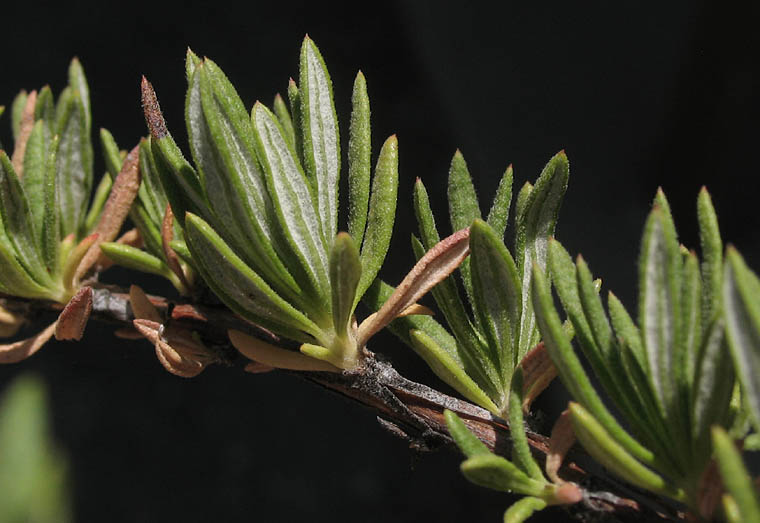 Detailed Picture 8 of Eriogonum fasciculatum var. foliolosum