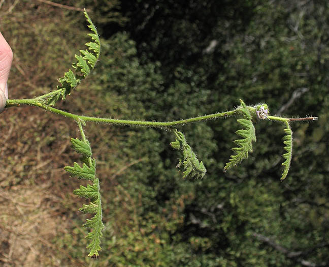 Detailed Picture 5 of Phacelia ramosissima