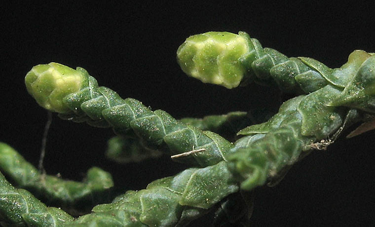 Detailed Picture 3 of Hesperocyparis forbesii