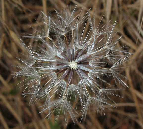 Detailed Picture 5 of Hypochaeris glabra