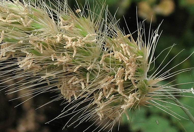 Detailed Picture 2 of Cynosurus echinatus