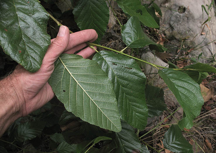 Detailed Picture 5 of Alnus rhombifolia