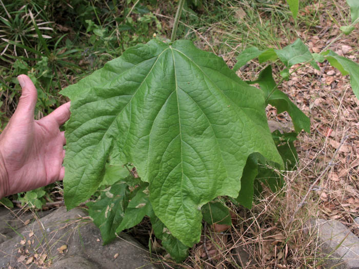 Detailed Picture 7 of Platanus racemosa