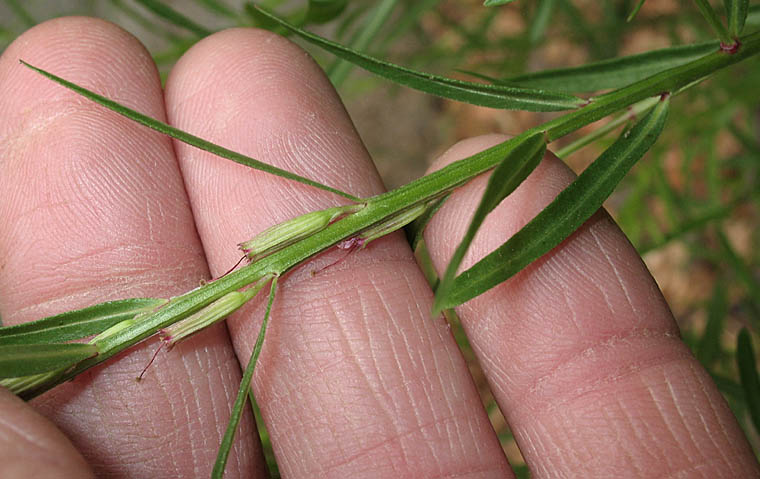 Detailed Picture 4 of Lythrum californicum