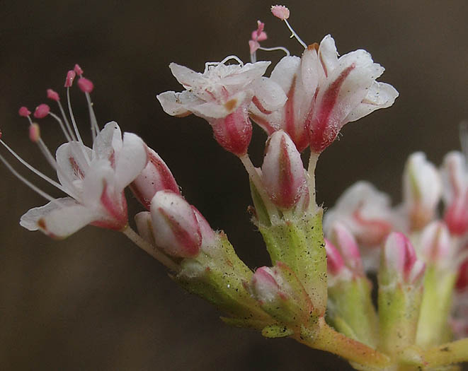 Detailed Picture 3 of Eriogonum fasciculatum var. foliolosum