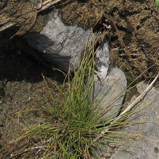 Detailed Picture 6 of Isolepis cernua