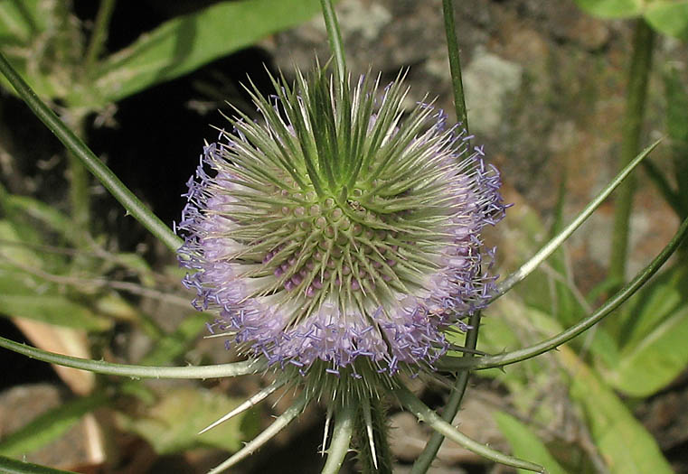 Detailed Picture 2 of Dipsacus fullonum