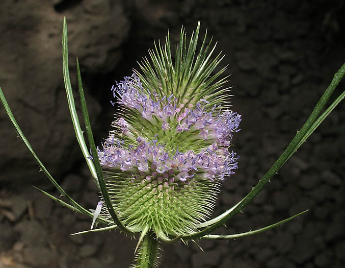 Detailed Picture 1 of Dipsacus fullonum