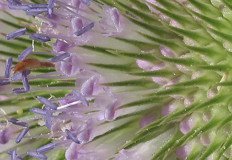 Detailed Picture 4 of Dipsacus fullonum