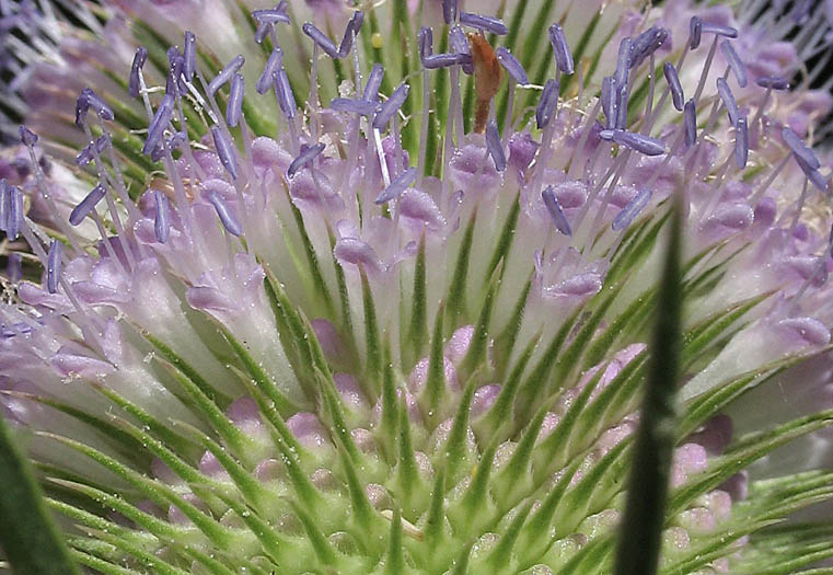 Detailed Picture 3 of Dipsacus fullonum