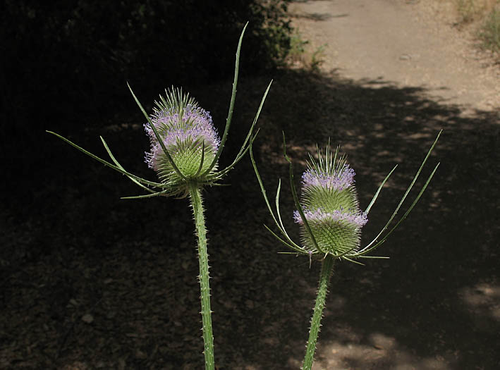 Detailed Picture 5 of Dipsacus fullonum