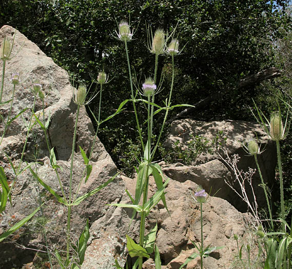 Detailed Picture 6 of Dipsacus fullonum