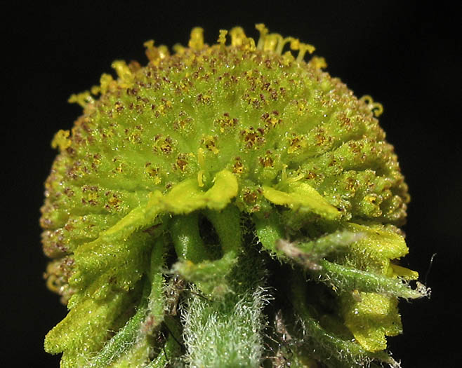 Detailed Picture 2 of Helenium puberulum