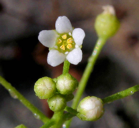 Detailed Picture 1 of Samolus parviflorus