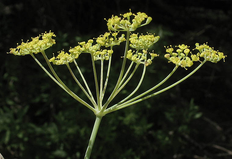 Detailed Picture 4 of Foeniculum vulgare